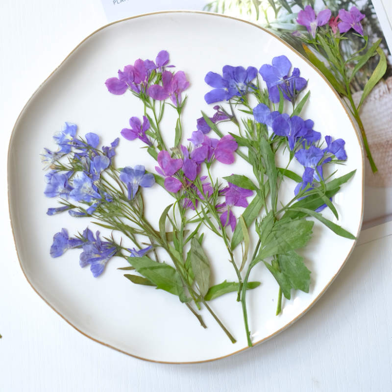 Resin Art Bookmark - 6 Buah/8-13Cm, Bunga Lobelia Erinus Alami